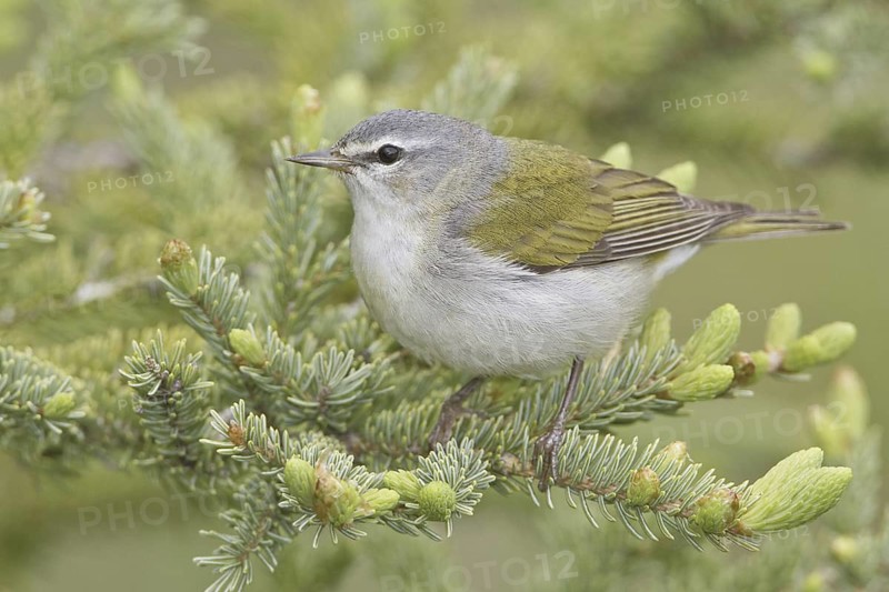 Tennessee Warbler (Leiothlypis peregrina), Manitoba, Canada