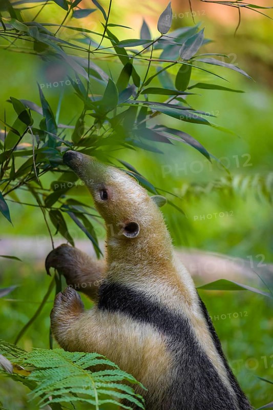 One southern tamandua (Tamandua tetradactyla), searches for food