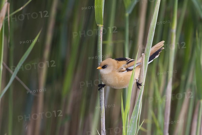 Bearded Reedling - Bartmeise - Panurus biarmicus ssp. biarmicus, Germany, juvenile male
