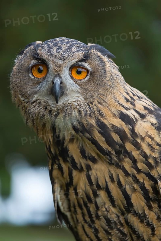 Portrait of an Eurasian Eagle Owl, Bubo bubo. Green vegetation in the background