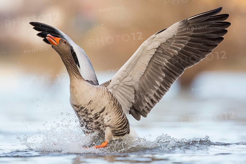 Greylag Goose (Anser anser), Rhineland-Palatinate, Germany