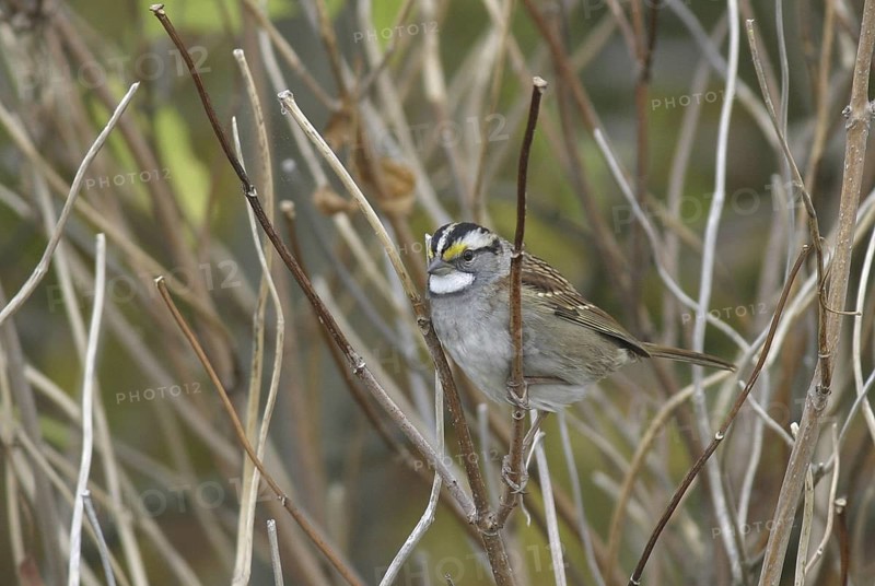 White-throated Sparrow (Zonotrichia albicollis), Ontario, Canada