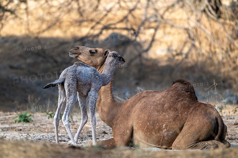 Dromedary (Camelus dromedarius), camel, young animal with mother, Oman