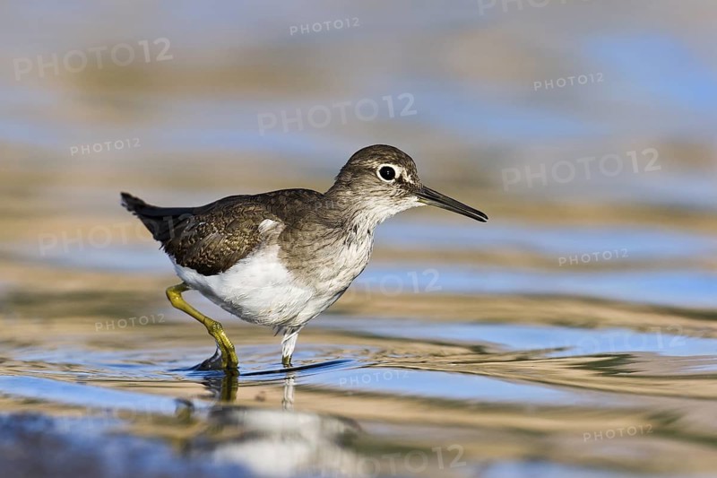 Common Sandpiper (Actitis hypoleucos), Eilat, Israel