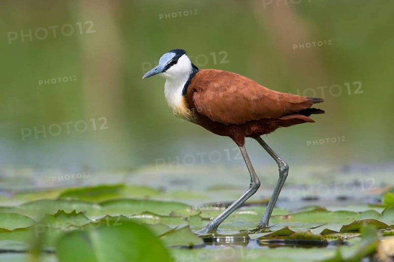 African Jacana (Actophilornis africanus) foraging, Uganda