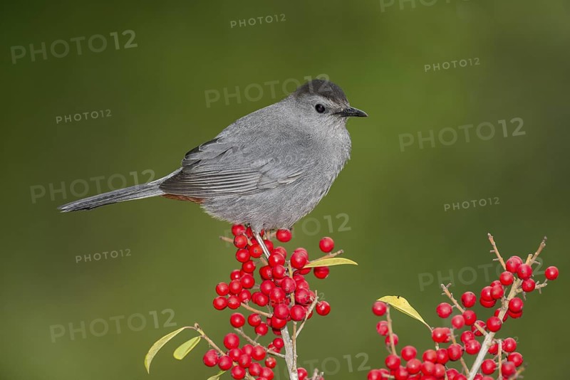 Grey Catbird (Dumetella carolinensis) perched on a branch, Texas, USA