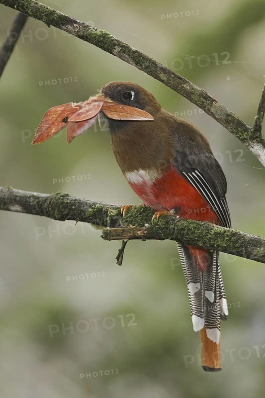 Masked Trogon (Trogon personatus) female, Ecuador