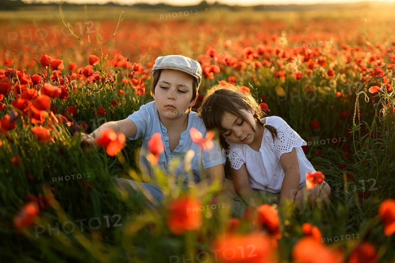 A young boy and his sister, in a Papaver rhoeas field, common names including common poppy and red poppy, in a lush field under the golden glow of a sunset. The siblings display a serene moment capturing the beauty and tranquility of nature