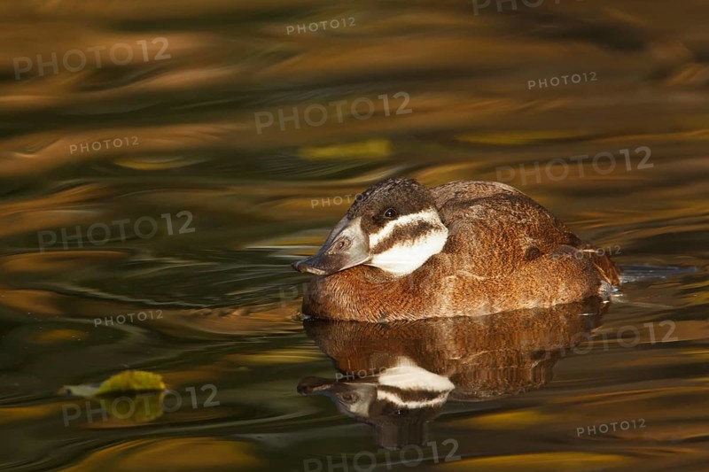 White-headed Duck (Oxyura leucocephala) female, North Rhine-Westphalia, Germany