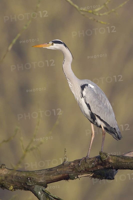 Grey Heron (Ardea cinerea) male, Hamburg, Germany
