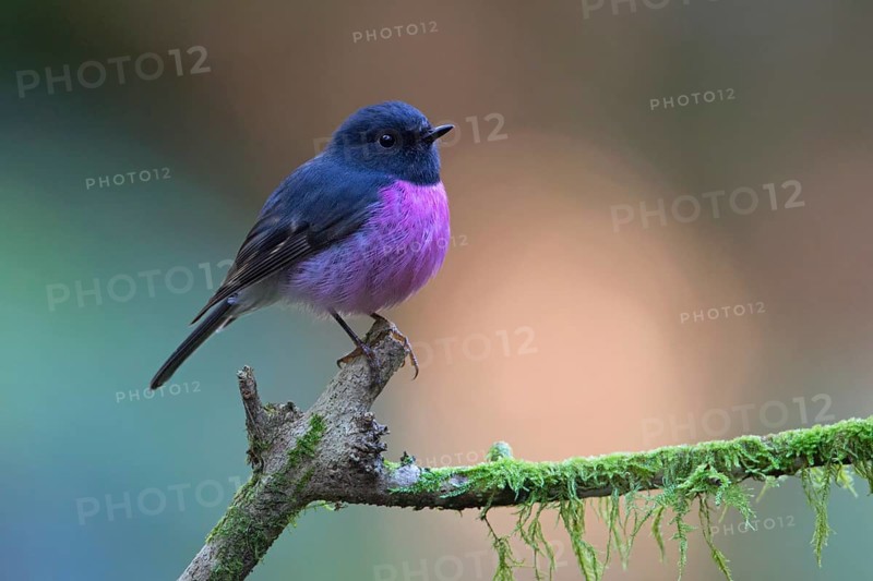 Pink Robin (Petroica rodinogaster) male perched on a mossy branch, Victoria, Australia