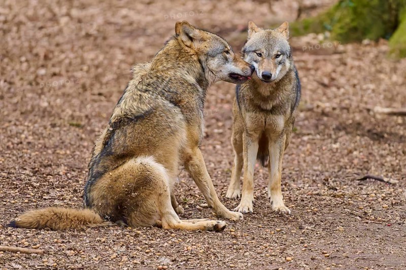 Two wolves sitting close to each other on brown ground, Wolf (Canis Lupus), Germany