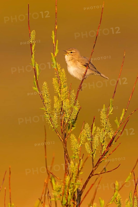 Fitis, Willow Warbler, Phylloscopus trochilus, Pouillot fitis, Mosquitero Musical