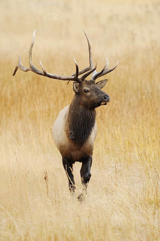 Wapiti (Cervus canadensis, Cervus elaphus canadensis), male, Yellowstone National Park, Wyoming, USA