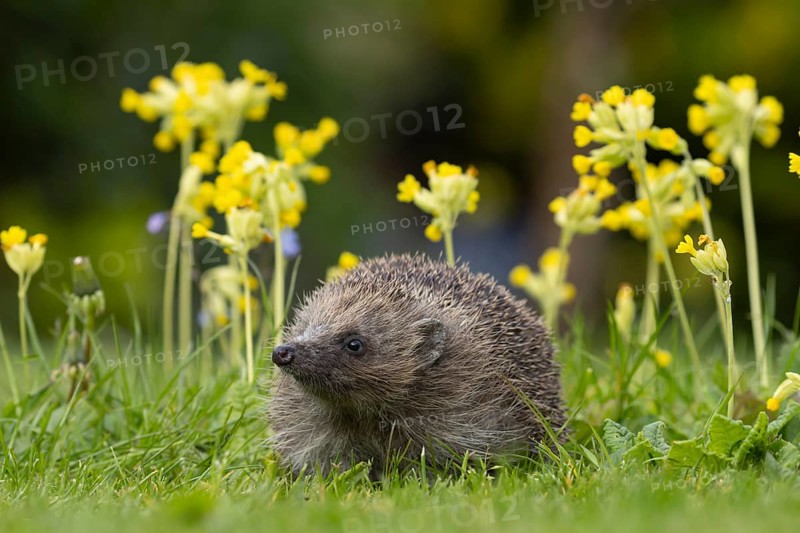 European hedgehog (Erinaceus europaeus) adult animal on a garden grass lawn with Cowslip flowers in springtime, Suffolk, England, United Kingdom