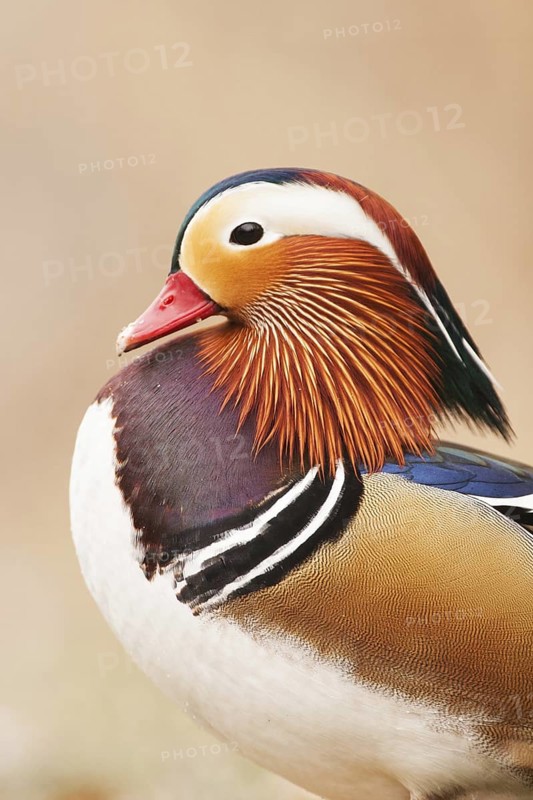 Mandarin Duck (Aix galericulata), Switzerland