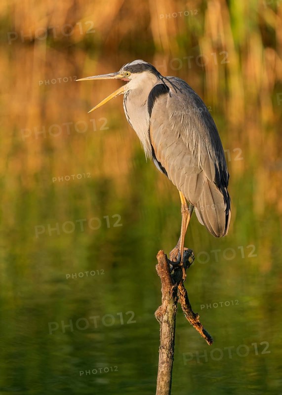 Grey heron (Ardea cinerea) standing on a dead branch by a lake, beak open, warm morning light, Lower Saxony, Germany