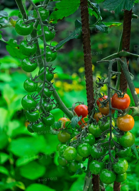 Tomato plant with ripe and unripe fruits, North Rhine-Westphalia, Germany