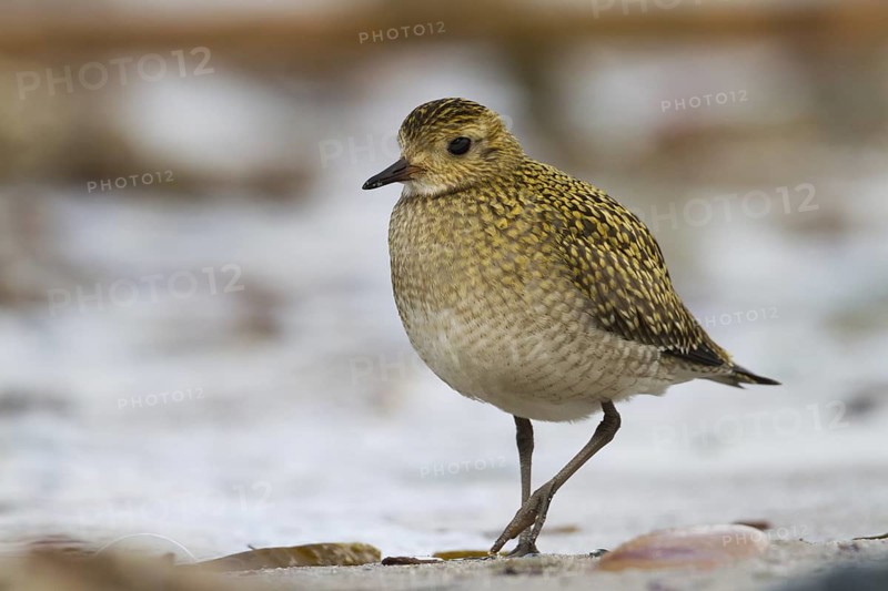 European Golden Plover (Pluvialis apricaria), Schleswig-Holstein, Germany