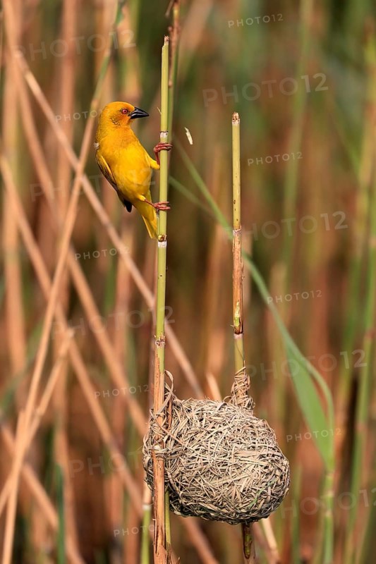 Eastern golden weaver (Ploceus subaureus), adult, male, at nest, Saint Lucia Estuary, Isimangaliso Wetland Park, Kwazulu Natal, South Africa