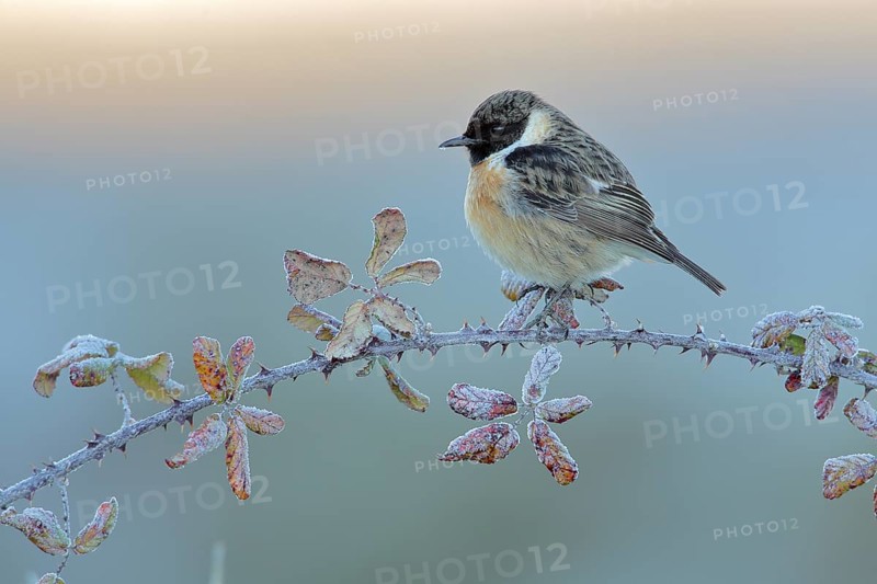 European Stonechat (Saxicola rubicola) male perched on a twig, Andalusia, Spain