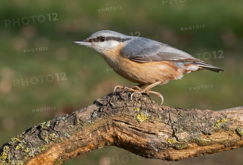 Eurasian Nuthatch (Sitta europaea), Lower Saxony, Germany