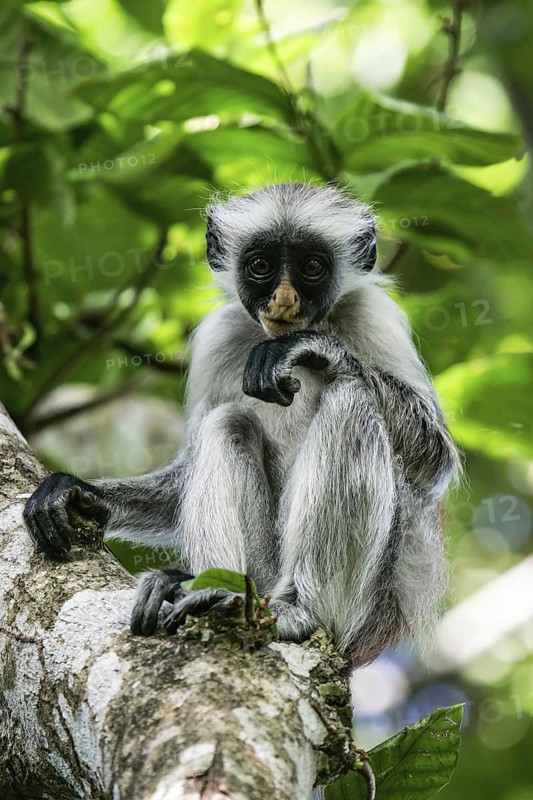Sansibar-Stummelaffe (Piliocolobus kirkii) Jungtier sitzt alleine in Baum, Jozani Chwaka Bay National Park, Sansibar, Tansania