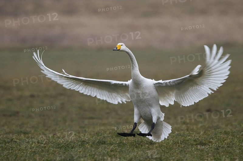 Whooper Swan (Cygnus cygnus) flying, North Rhine-Westphalia, Germany