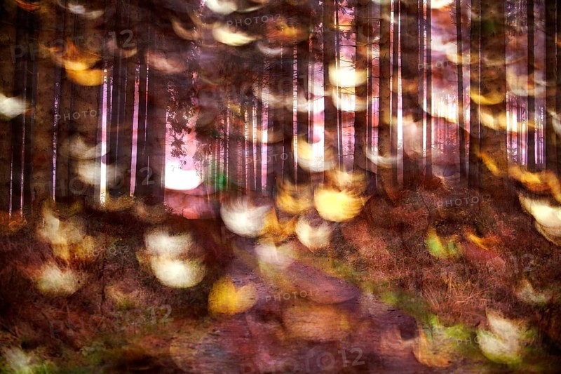 Traumatic forest