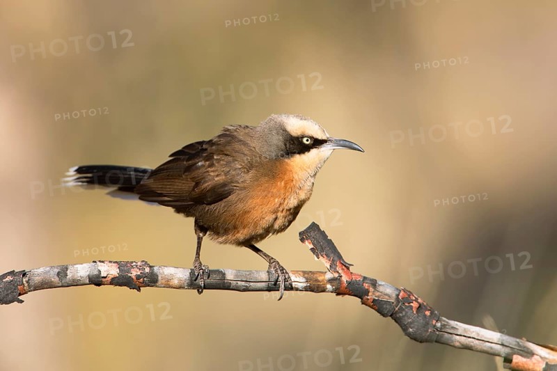 Grey-crowned Babbler (Pomatostomus temporalis rubeculus), Northern Territory, Australia