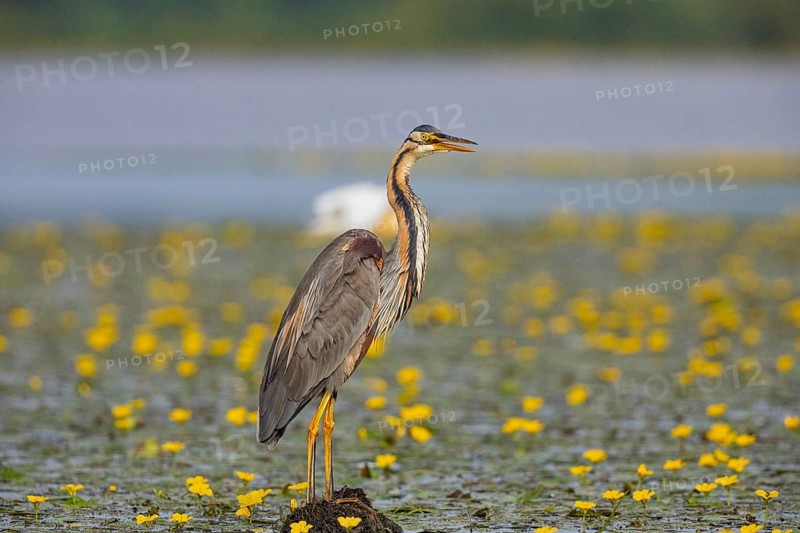 Purple heron (Ardea purpurea) amidst flowering water lilies Hungary