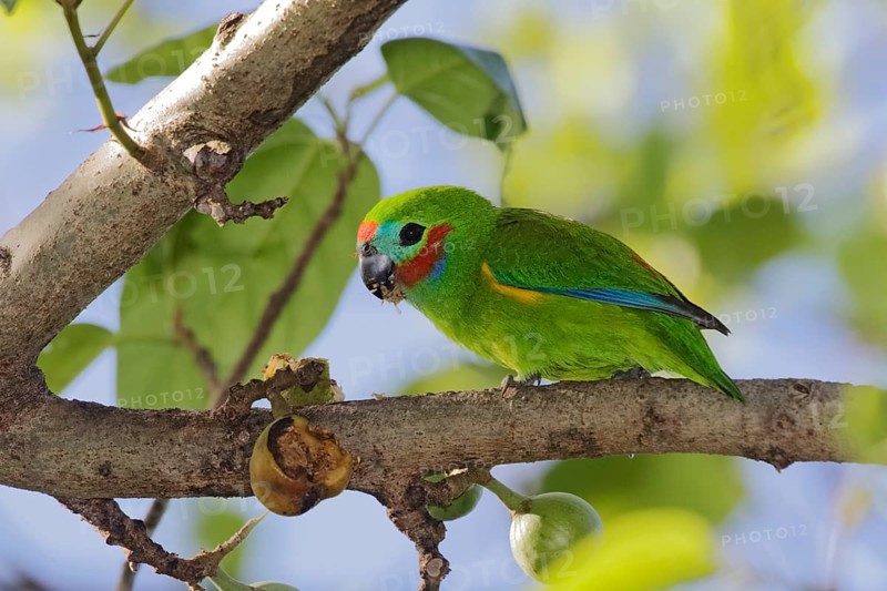 Double-eyed Fig Parrot (Cyclopsitta diophthalma macleayana) male perched on a branch, Queensland, Australia