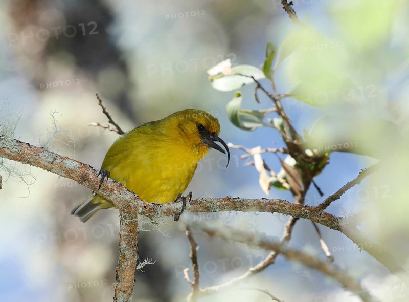 Akiapola'au, Hemignathus wilsoni, Endangered Hawaiian Honeycreeper