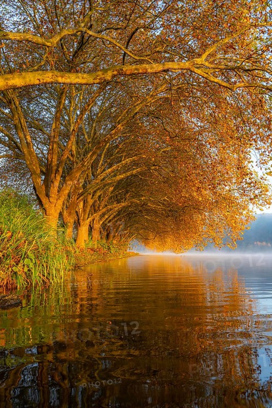 Autumn colours on the Platanen Allee, Hardenberg Ufer, lakeside path on Lake Baldeney, near Haus Scheppen, in Essen, North Rhine-Westphalia, Germany