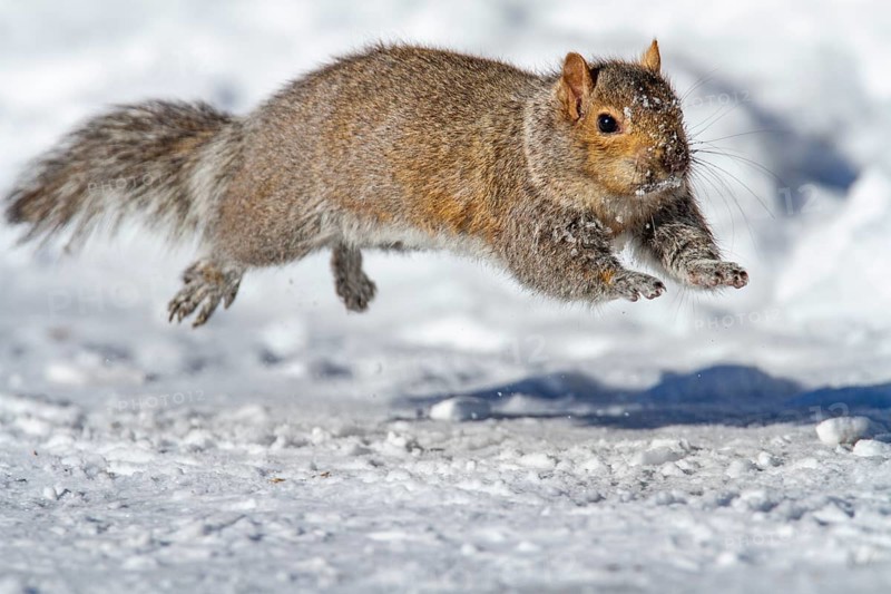 Eastern gray squirrel (sciurus carolinensis) chased by red fox and running, Montreal botanical garden, province of Quebec, Canada