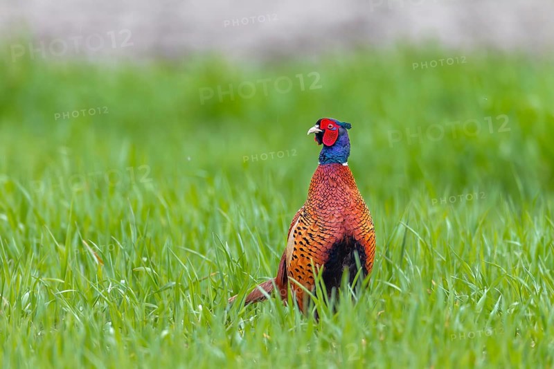 The plumage of the pheasant cock (Phasianus colchicus) comes into its own in the fresh green of a meadow, mating season, mating dress, mating ritual, April, Germany