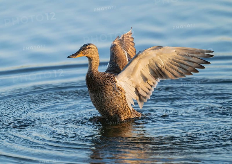 Mallard (Anas platyrhynchos), female, on a lake, flapping her wings, blue water, Lower Saxony, Germany