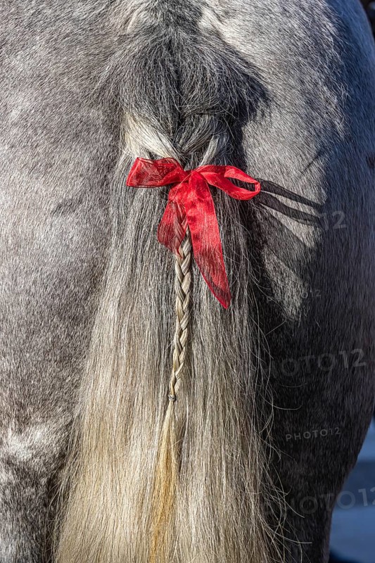 Artfully braided ponytail of a grey horse. The red ribbon is a subtle warning. The horse tends to lash out. Baden-Württemberg, Germany