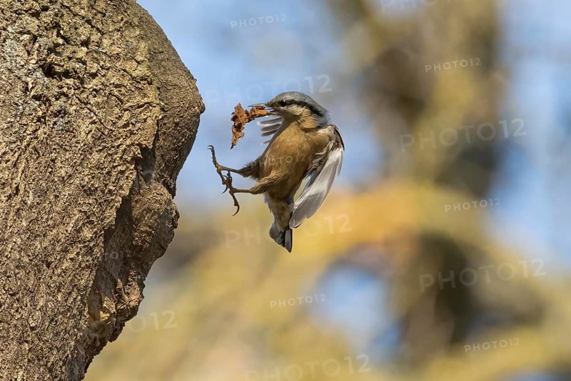 A nuthatch (Sitta europaea) with building material in its beak on the approach to its breeding den, Hesse, Germany