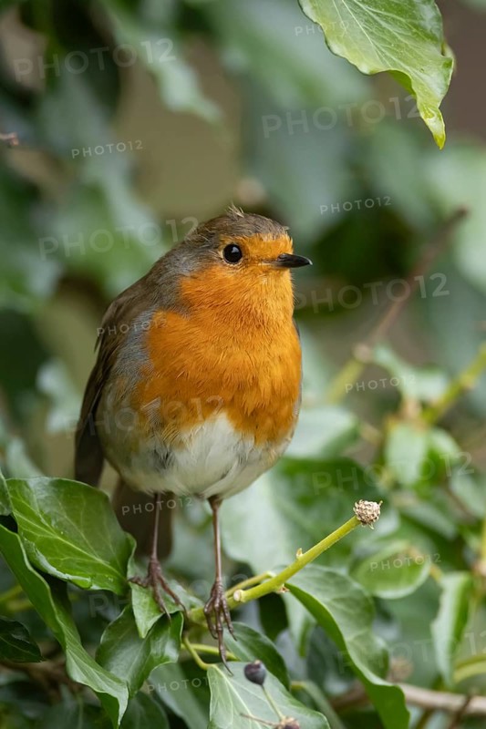 European robin (Erithacus rubecula) adult garden bird on an Ivy tree branch, Suffolk, England, United Kingdom