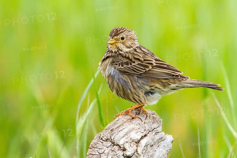 Corn Bunting (Emberiza calandra), Castile-La Mancha, Spain