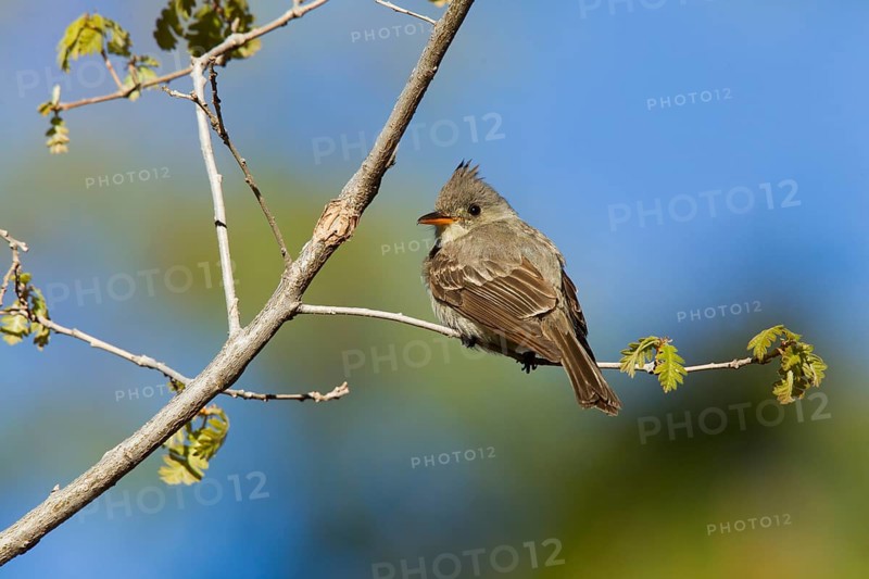 Greater Pewee Contopus pertinax Santa Catalina Mountains, near Tucson, Arizona, United States 17 May Adult Tyrranidae