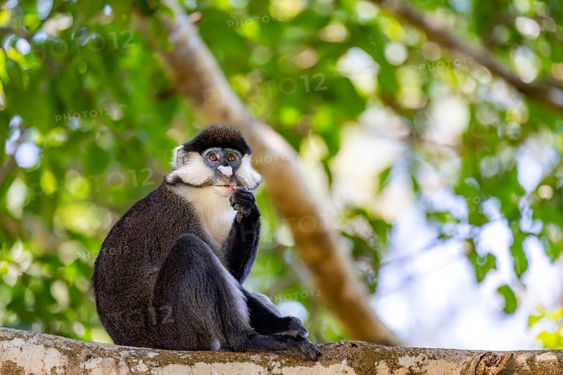 Red-tailed guenon or Congo white-nosed guenon (Cercopithecus ascanius schmidti), sitting on a tree, eating a fruit, Bigodi, Western Region, Uganda
