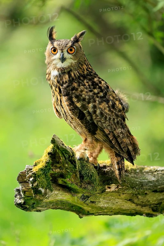 Eurasian Eagle-owl (Bubo bubo), adult, perch, vigilant, in summer, Wisdom, Šumava, Czech Republic