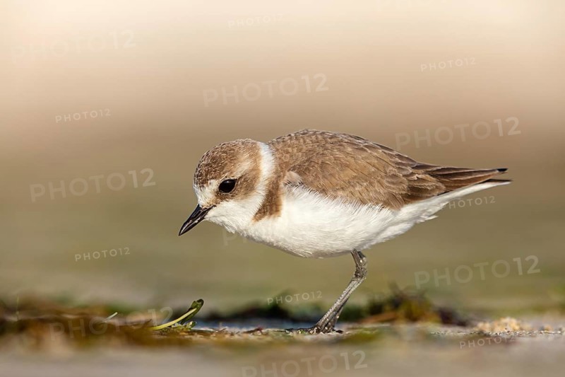 Animals, birds, plover, Kentish plover, (Charadrius alexandrinus), biotope, habitat, foraging, Barr Al Hikman, Shannah, Ash Sharqiyah South, Oman