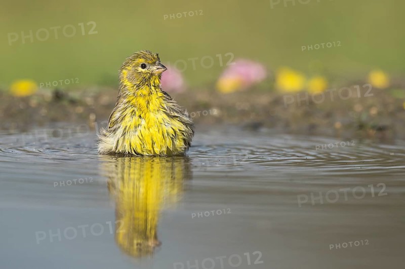 European Serin (Serinus serinus) male bathing, Aosta Valley, Italy