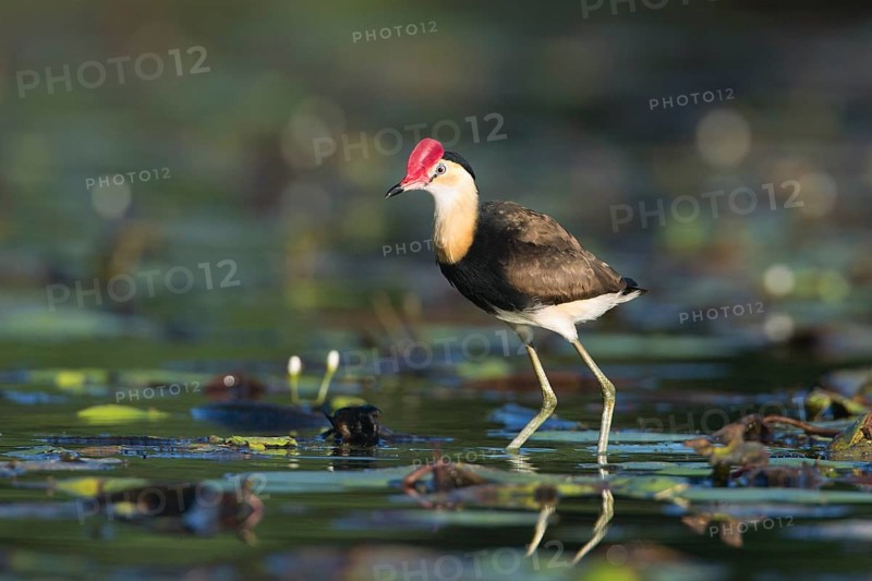 Comb-crested Jacana (Irediparra gallinacea), Queensland, Australia