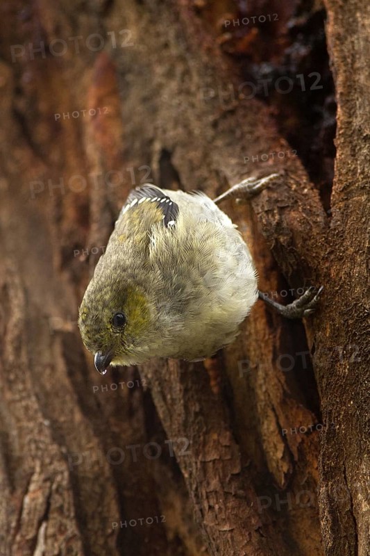 Forty-spotted Pardalote (Pardalotus quadragintus), Tasmania, Australia