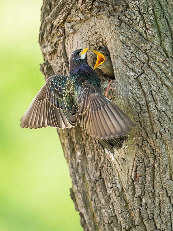 Common Starling (Sturnus vulgaris) feeding young in nest hole, Rhineland-Palatinate, Germany