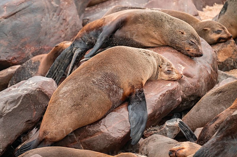 Seal colony, fur seal sleeping, Cape fur seal (Arctocephalus pusillus), Cape Cross, Atlantic coast, Namibia